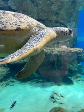 名古屋港水族館に投稿された画像（2023/8/24）