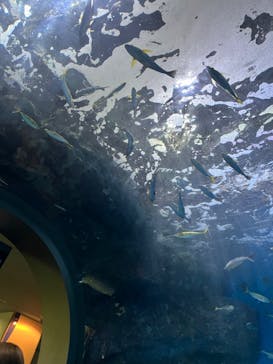 名古屋港水族館に投稿された画像（2023/8/24）