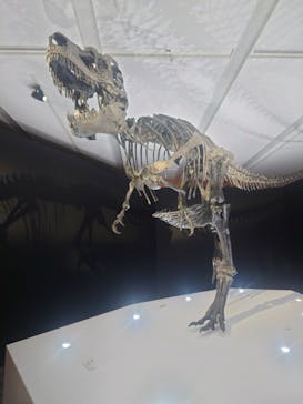 DinoScience 恐竜科学博 2023@TOKYO MIDTOWNに投稿された画像（2023/8/24）