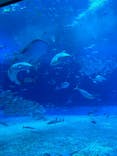 沖縄美ら海水族館に投稿された画像（2023/8/24）