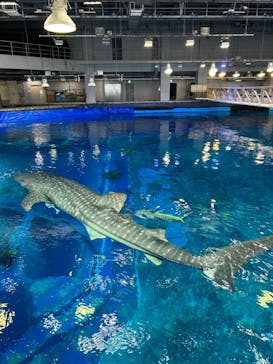 沖縄美ら海水族館に投稿された画像（2023/8/24）