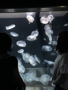 伊豆・三津シーパラダイスに投稿された画像（2023/8/24）