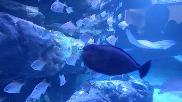 マクセル アクアパーク品川に投稿された画像（2023/8/24）