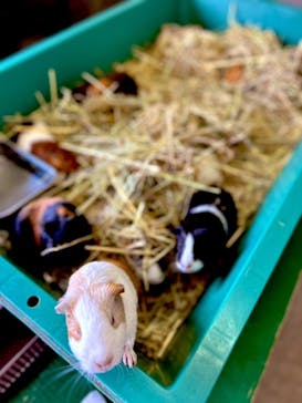 アロハガーデンたてやまに投稿された画像（2023/8/24）