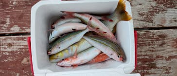 釣り船 りき丸に投稿された画像（2023/8/24）