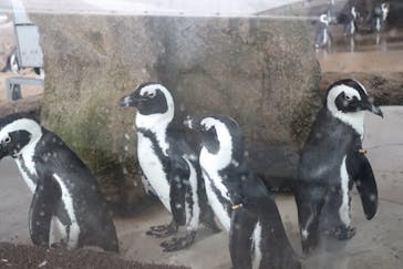 京都水族館に投稿された画像（2023/8/24）