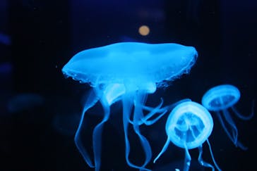 京都水族館に投稿された画像（2023/8/24）