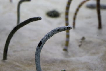 京都水族館に投稿された画像（2023/8/24）