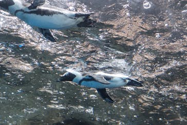京都水族館に投稿された画像（2023/8/24）