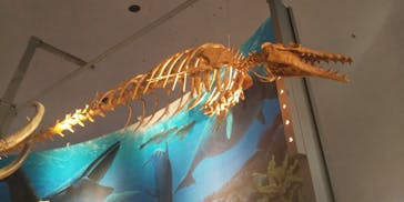 福井県立恐竜博物館に投稿された画像（2023/8/24）