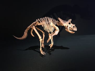 DinoScience 恐竜科学博 2023@TOKYO MIDTOWNに投稿された画像（2023/8/24）