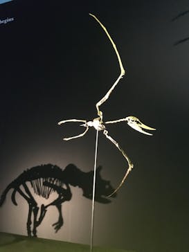 DinoScience 恐竜科学博 2023@TOKYO MIDTOWNに投稿された画像（2023/8/24）