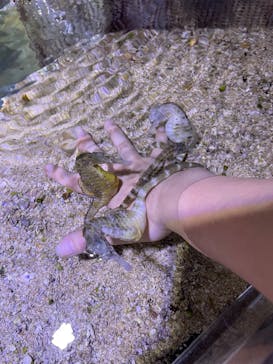 ゼロ距離水族館 伊勢シーパラダイスに投稿された画像（2023/8/24）