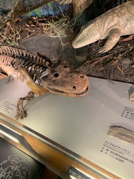 福井県立恐竜博物館に投稿された画像（2023/8/24）