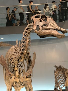 福井県立恐竜博物館に投稿された画像（2023/8/24）