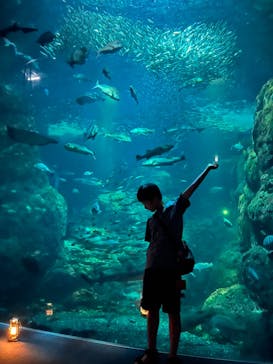 新江ノ島水族館に投稿された画像（2023/8/24）