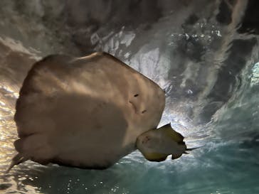 新江ノ島水族館に投稿された画像（2023/8/24）