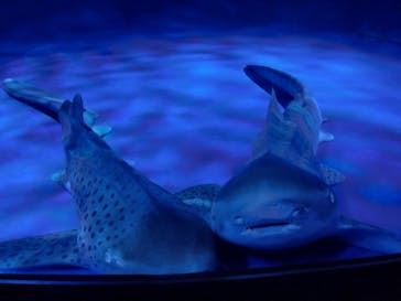 新江ノ島水族館に投稿された画像（2023/8/24）