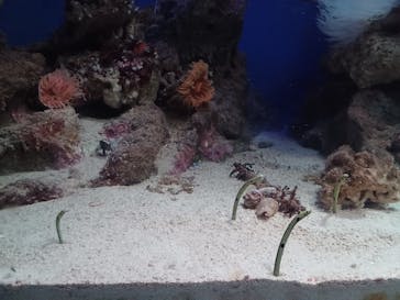 新江ノ島水族館に投稿された画像（2023/8/24）