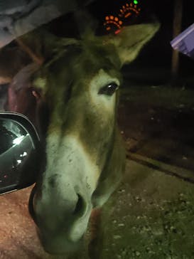 那須サファリパークに投稿された画像（2023/8/24）