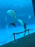 名古屋港水族館に投稿された画像（2023/8/25）