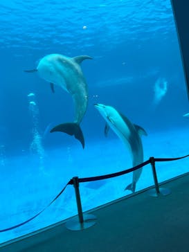名古屋港水族館に投稿された画像（2023/8/24）