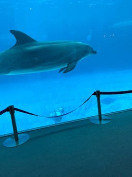 名古屋港水族館に投稿された画像（2023/8/24）