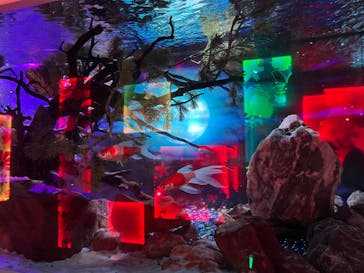 NARA KINGYO MUSEUMに投稿された画像（2023/8/24）