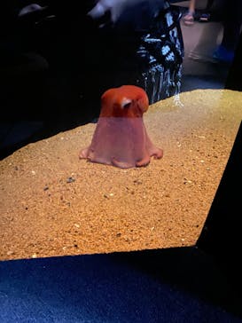 環境水族館アクアマリンふくしまに投稿された画像（2023/8/24）