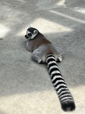 神戸どうぶつ王国に投稿された画像（2023/8/25）