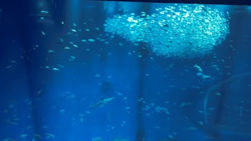 アクアワールド茨城県大洗水族館に投稿された画像（2023/8/25）