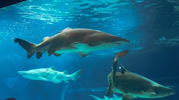 アクアワールド茨城県大洗水族館に投稿された画像（2023/8/25）