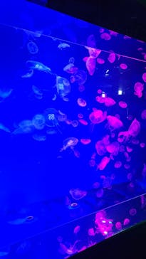 名古屋港水族館に投稿された画像（2023/8/25）