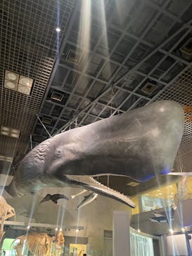 国立科学博物館に投稿された画像（2023/8/25）