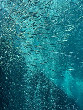 環境水族館アクアマリンふくしまに投稿された画像（2023/8/25）