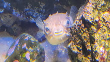 島根県立 しまね海洋館に投稿された画像（2023/8/25）