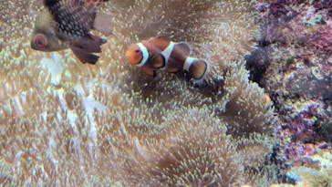 島根県立 しまね海洋館に投稿された画像（2023/8/25）