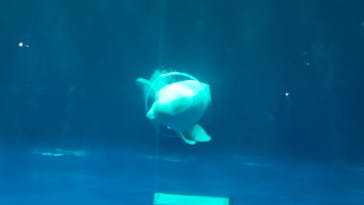 島根県立 しまね海洋館に投稿された画像（2023/8/25）