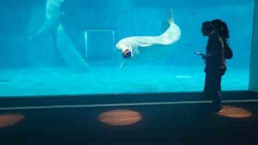 島根県立 しまね海洋館に投稿された画像（2023/8/25）