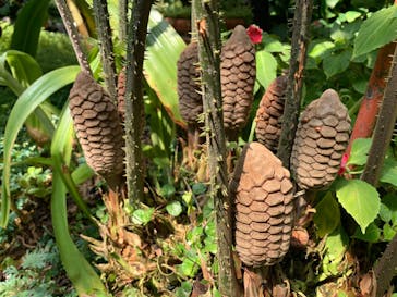 熱川バナナワニ園に投稿された画像（2023/8/25）