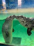 下田海中水族館に投稿された画像（2023/8/25）