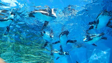 サンシャイン水族館に投稿された画像（2023/8/25）