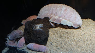 サンシャイン水族館に投稿された画像（2023/8/25）