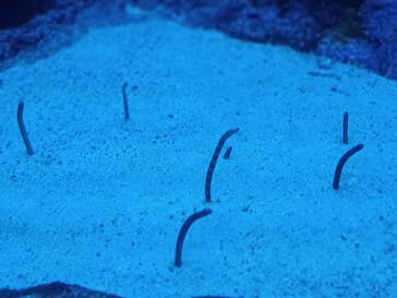 サンシャイン水族館に投稿された画像（2023/8/25）