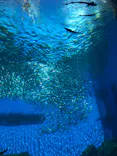 仙台うみの杜水族館に投稿された画像（2023/8/25）