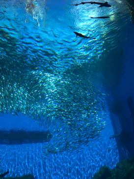 仙台うみの杜水族館に投稿された画像（2023/8/25）