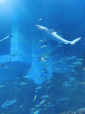 横浜・八景島シーパラダイスに投稿された画像（2023/8/25）