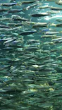 サンシャイン水族館に投稿された画像（2023/8/25）