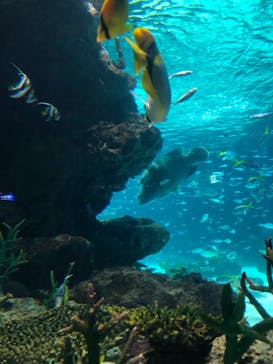 サンシャイン水族館に投稿された画像（2023/8/25）