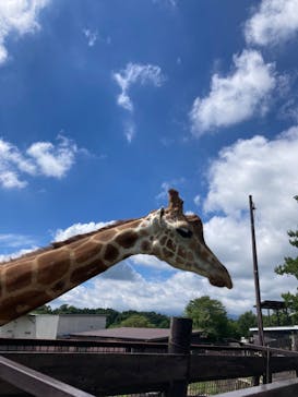 那須サファリパークに投稿された画像（2023/8/25）